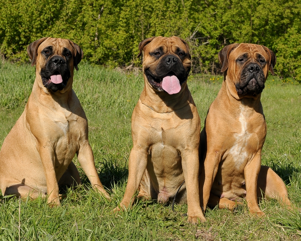 Бульмастиф: характеристика породы собак, цена щенков