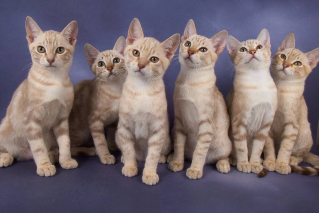 Распространенные окрасы сибирских кошек