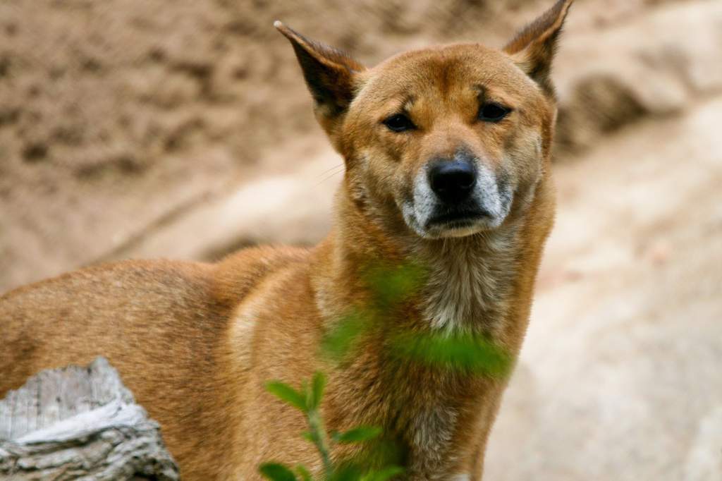 Описание породы и характер новогвинейской поющей собаки
