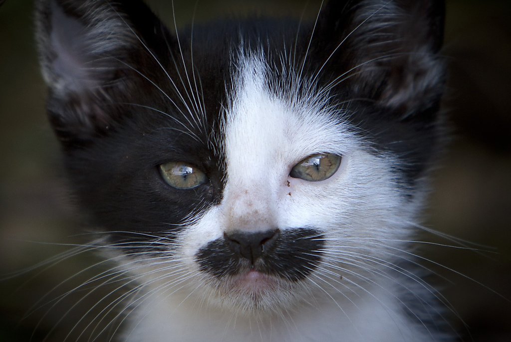 У кошек и котов ломаются усы- почему? обзор +видео