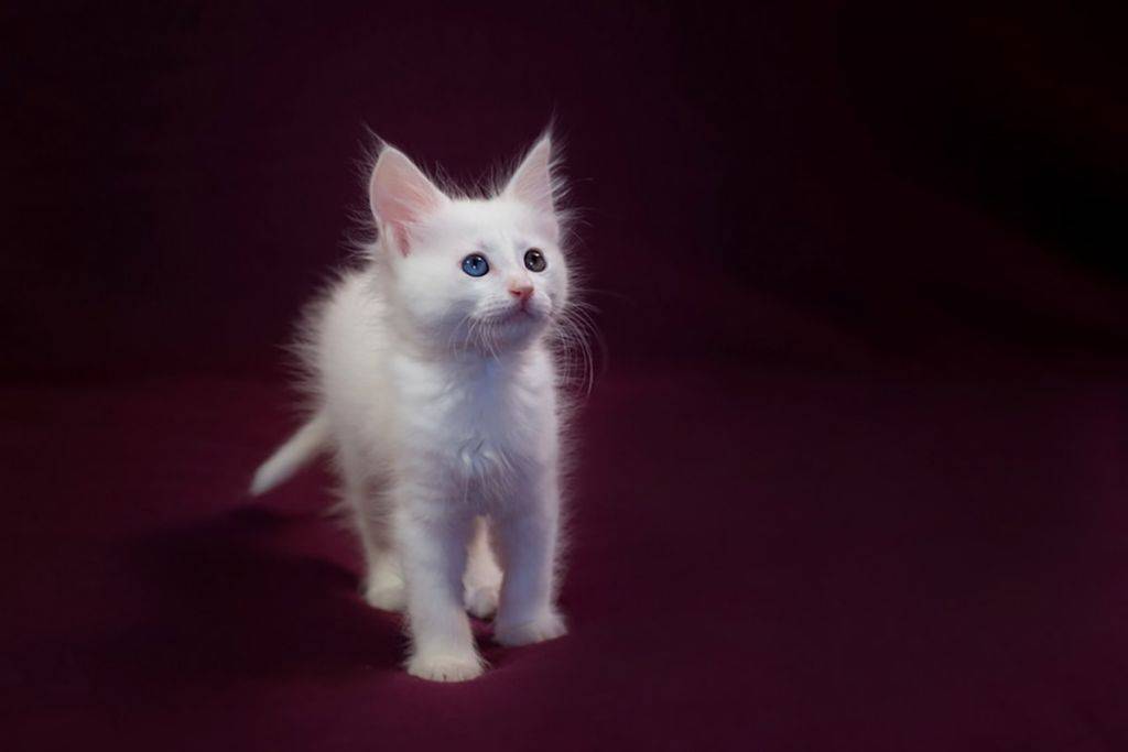 Порода кошек турецкая ангора – история происхождения и особенности ухода