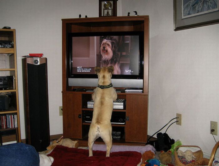 ᐉ по каким причинам собаки смотрят телевизор - zoovet24.ru