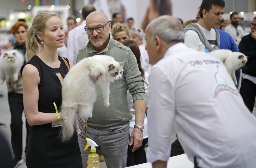 Выставка кошек в москве в 2020 году – расписанние ✅