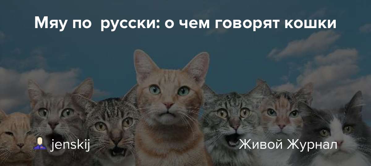 Кошачий язык, перевод на человеческий: как понять кошку, можно ли научить ее говорить?
