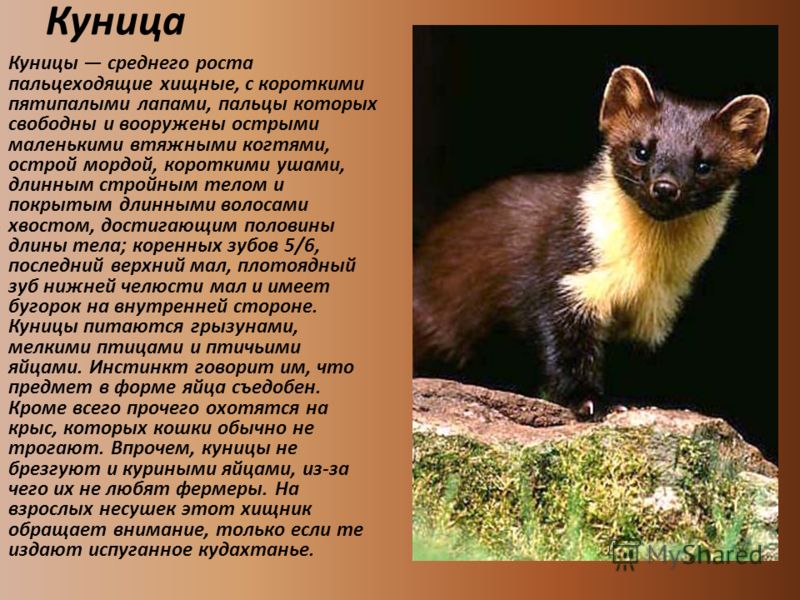 Семейство куньих: представители и их описание (фото) :: syl.ru
