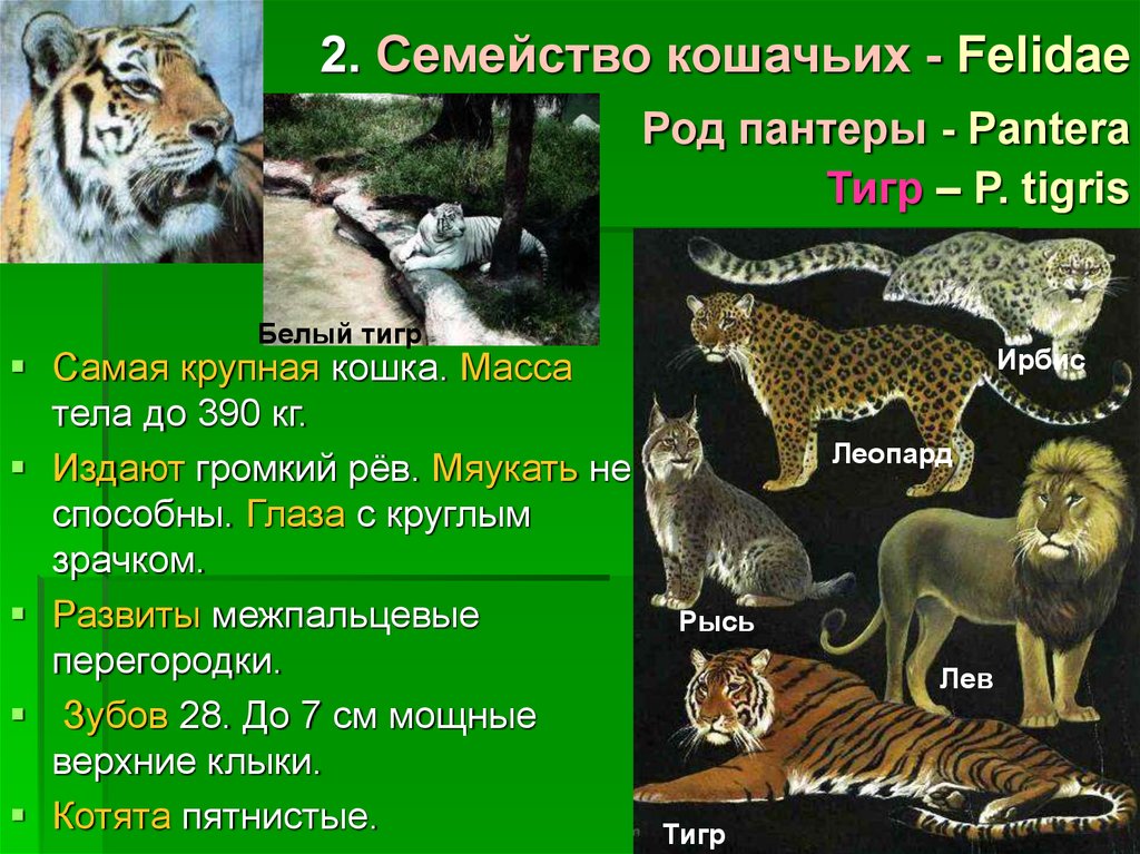Самые большие дикие кошки