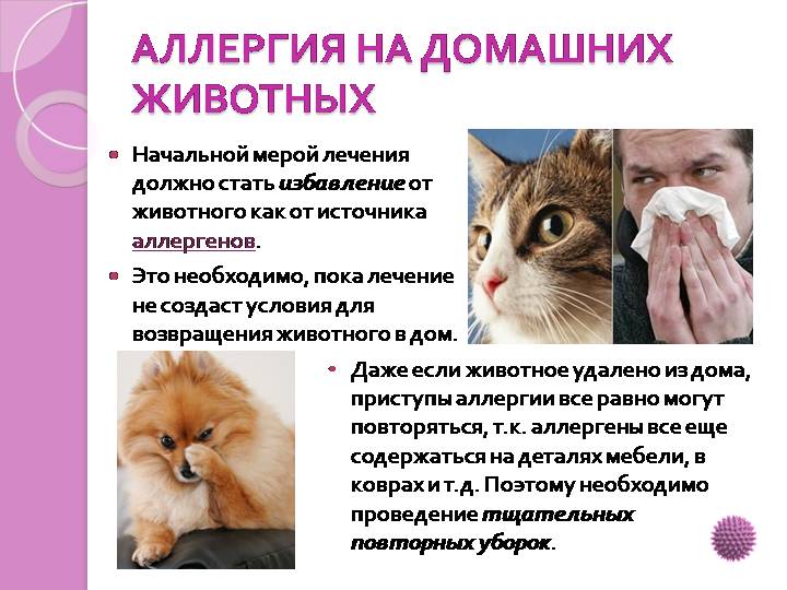 Какое Животное Купить Если Аллергия У Ребенка