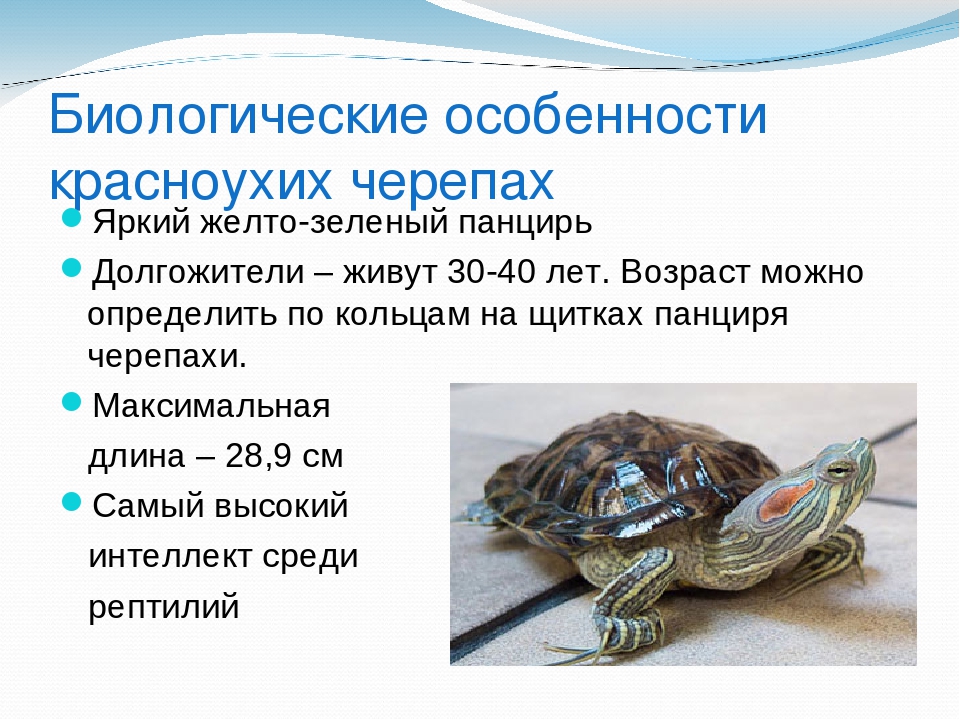 Сколько живут черепахи в домашних условиях