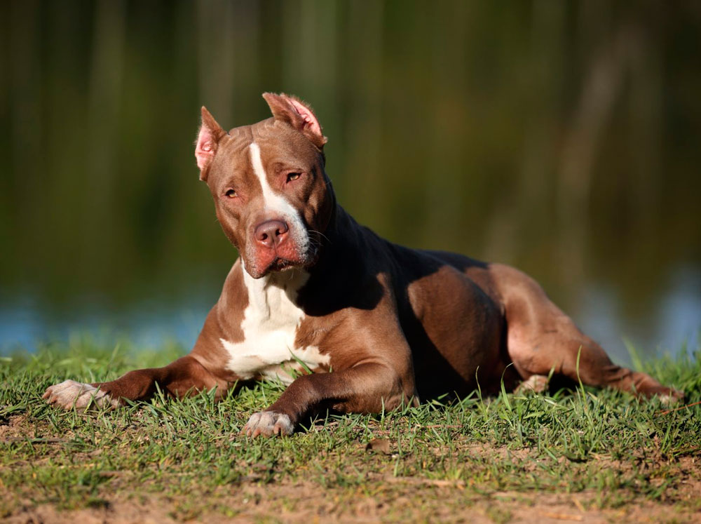 Питбуль (американский питбультерьер): уход и содержание собаки