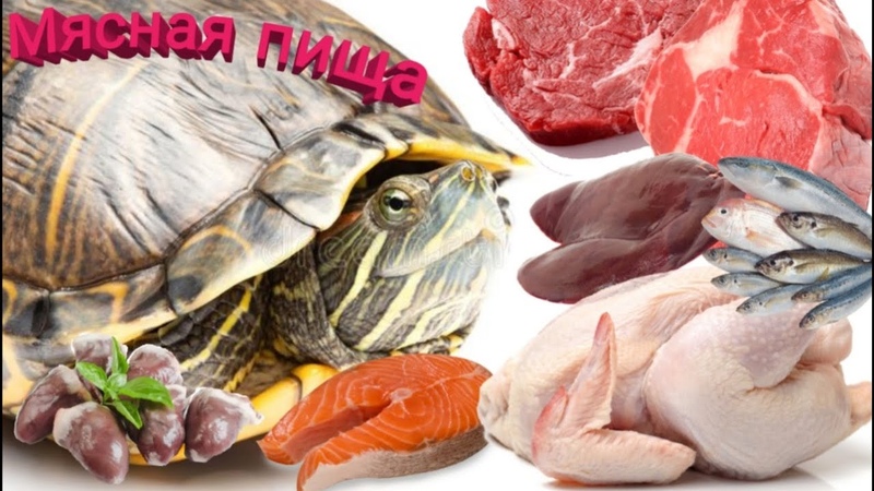 Чем кормить маленькую красноухую черепаху? что едят водные черепашки в домашних условиях кроме сухого корма? список продуктов