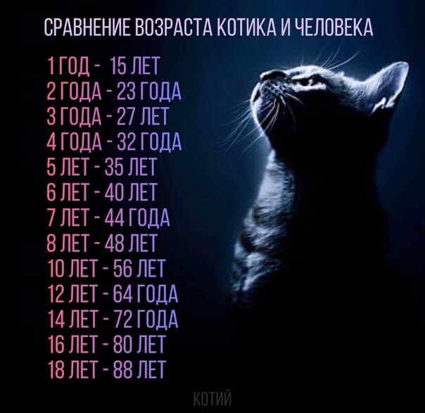 Сколько лет живут кошки в домашних условиях, как определить возраст кота, в том числе по человеческим меркам