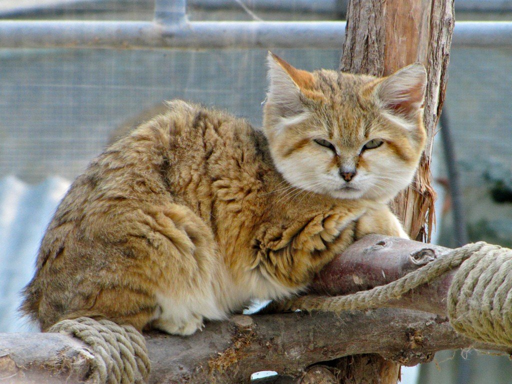 Барханный кот (песчаная кошка)