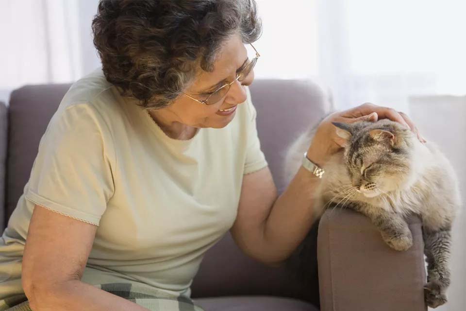 Кошачья старость – признаки старения, болезни, сравнение с человеком - кошовед - сайт любителей кошек и котов