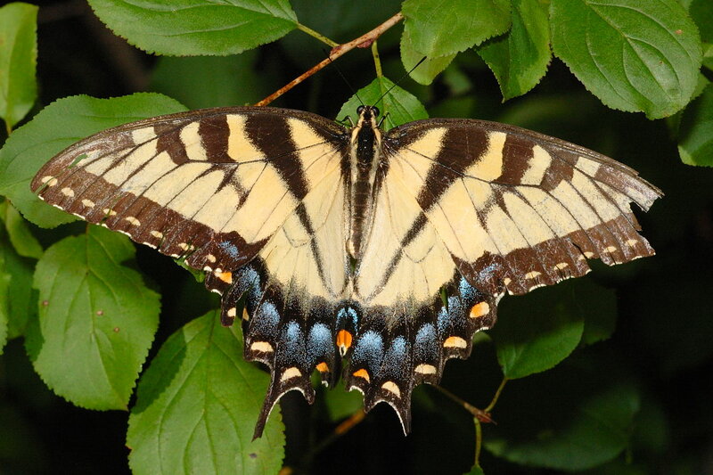 Самые красивые бабочки в мире: фото, названия, описание