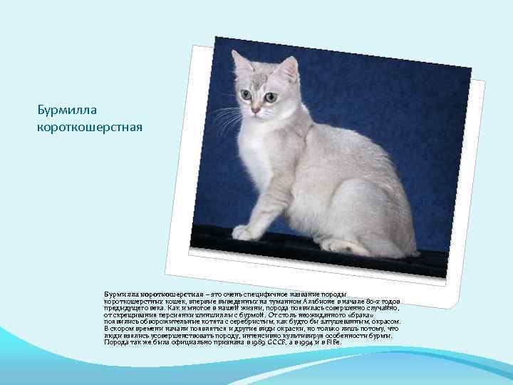 Рэгдолл - порода кошек - информация и особенностях | хиллс