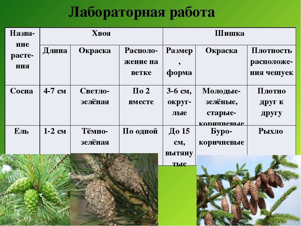 К какому классу вероятнее всего относят растение жизненная форма которого показана на рисунке ель