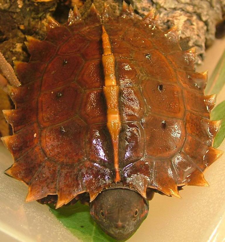 Колючая черепаха - вики