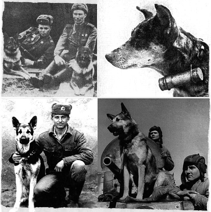 Собаки в годы отечественной войны: как помогали, сколько служило