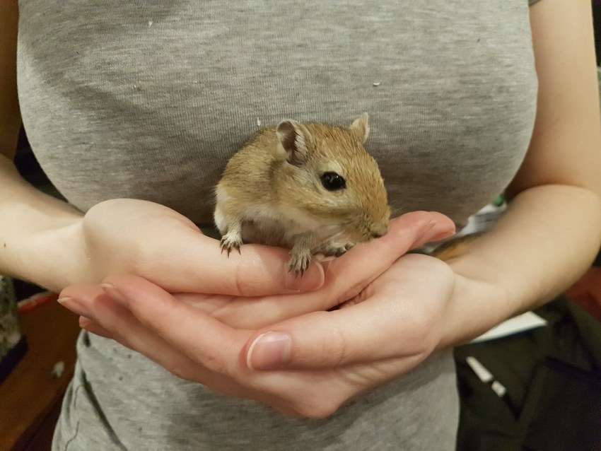 Мышь песчанка: уход в домашних условиях, сколько живёт монгольская мышь, фото и описание внешнего вида