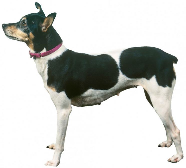 44 маленьких пород собак - идеальные компаньоны весом от 1,5 до 15 кг - часть 1