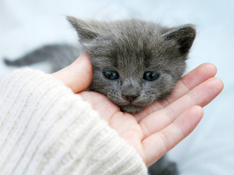 Как назвать кота мальчика и девочки серого цвета: красивые, популярные клички для котенка дымчатого окраса, какое имя можно дать серой кошке