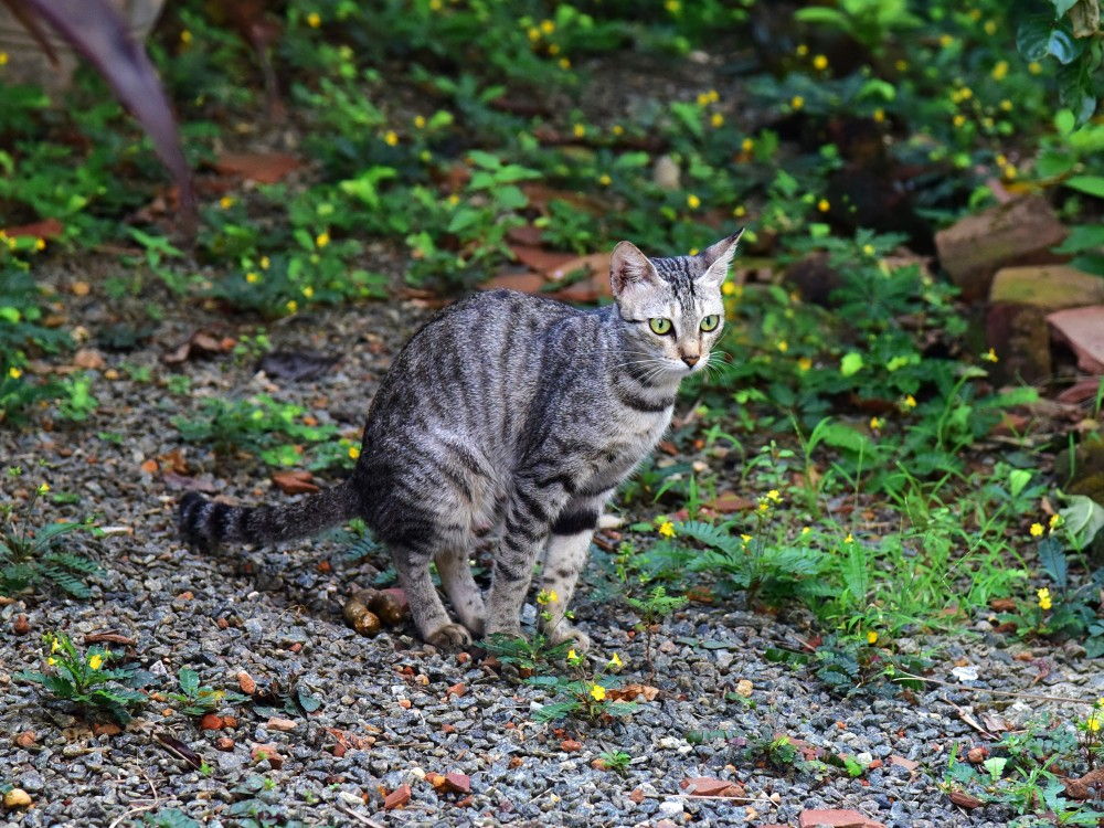 Кот блюет. Кот какает. Кот рыгает. Кот блевун.