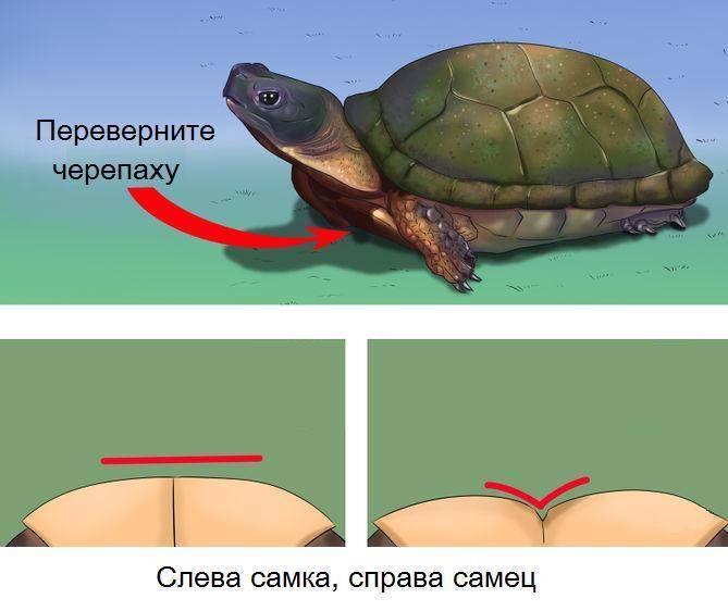 Определение пола черепах (самец или самка?) - все о черепахах и для черепах