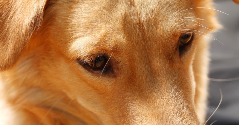 Умеют ли собаки плакать и как понять что у пса текут слезы от эмоций