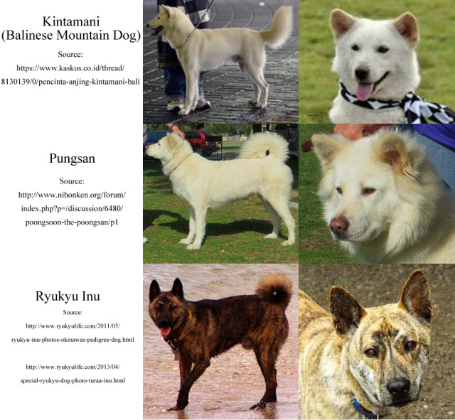 Собака породы кангал: фото, описание породы, интересные факты, стандарты, плюсы и минусы содержания, цена щенка