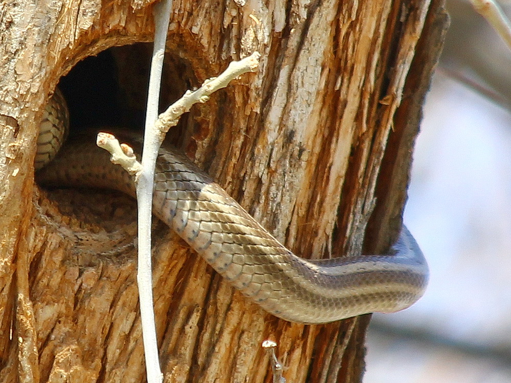 Змея-стрела: описание вида и его особенности. вид: psammophis lineolatus brandt = стрела-змея змея стрелка ядовитая или нет