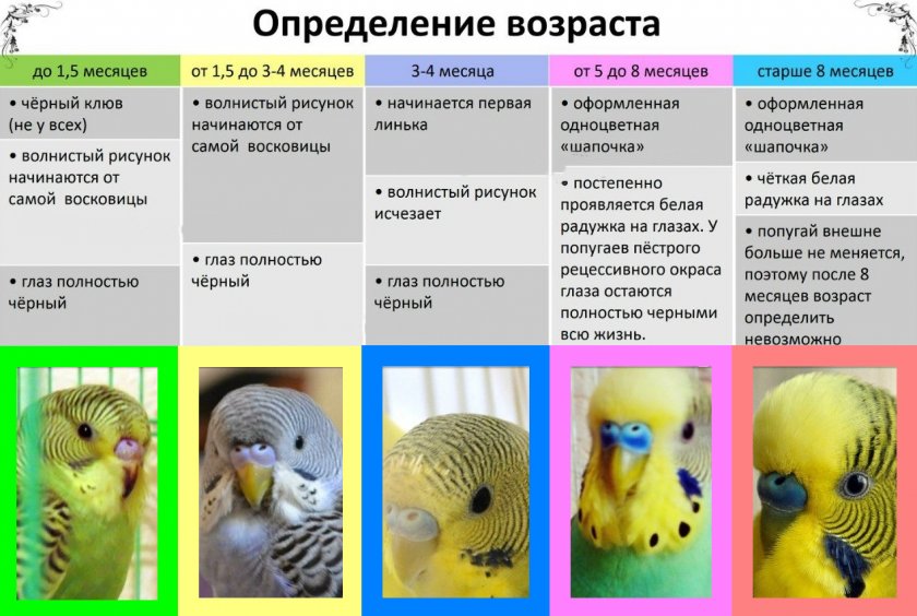 Самец или самочка: как правильно выбрать здорового волнистого попугая