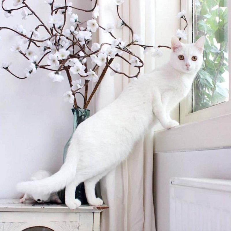 Белая кошка с зелеными глазами - фото и описание пород