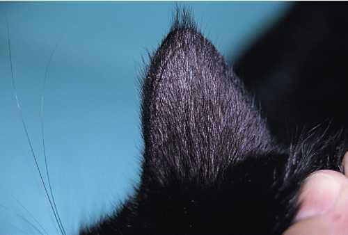 Демодекоз у кошек и собак: симптомы и лечение | препараты от nita-farm