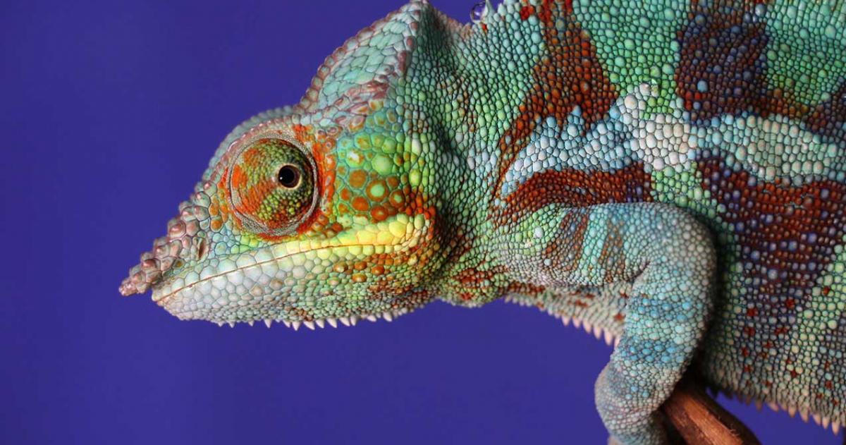 Почему хамелеон меняет цвет? как он это делает? что позволяет хамелеонам изменять окраску?