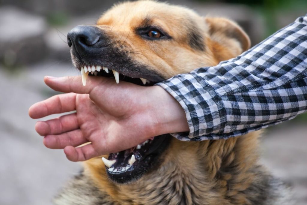 Что делать, если укусила домашняя собака: до крови, привитая или нет