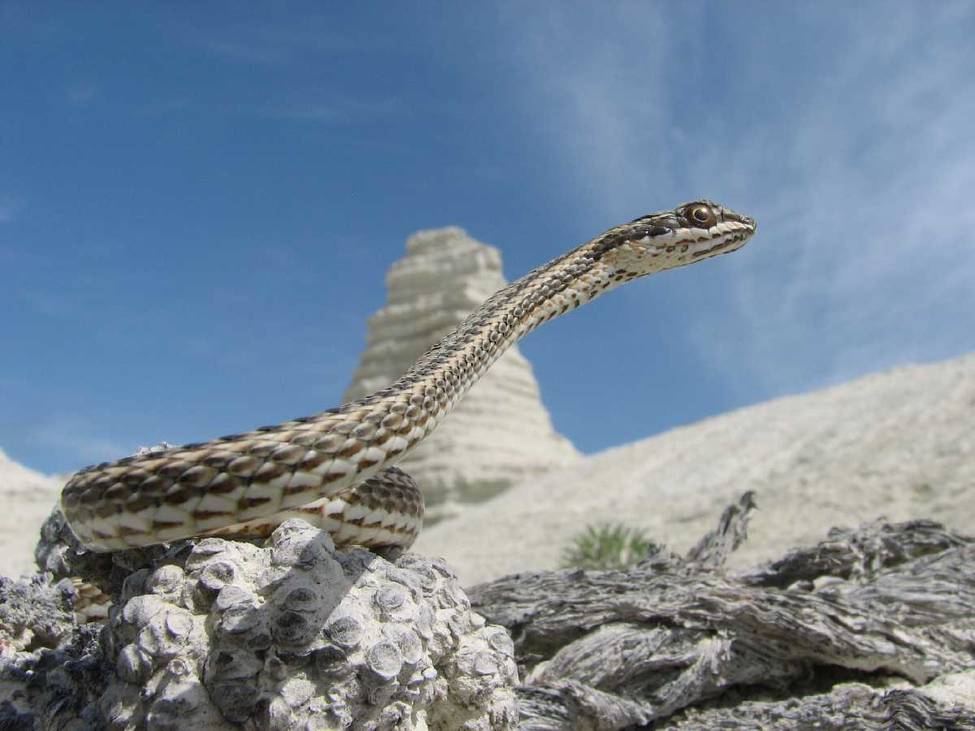 Стрела-змея. вид: psammophis lineolatus brandt = стрела-змея смотреть что такое "стрела-змея" в других словарях