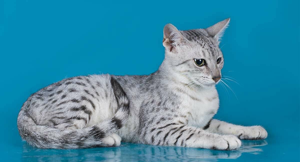 Египетская мау: фото кошки, сколько живет, чем питается, цена, факты, содержание, уход