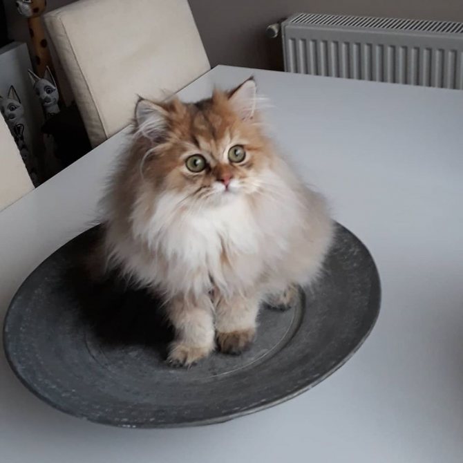 Британская длинношерстная кошка: фото, цена котенка, описание породы и характер