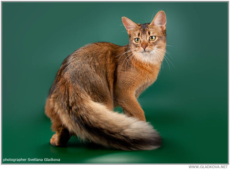 Особенности внешности, характера и содержания кошек породы лаперм