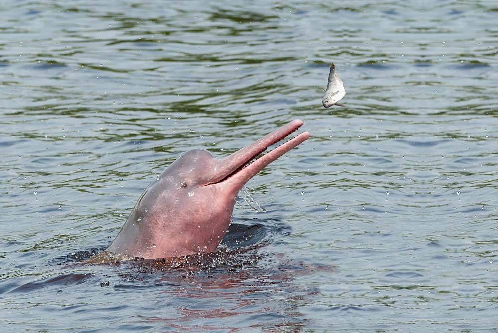 Фото розового дельфина в море