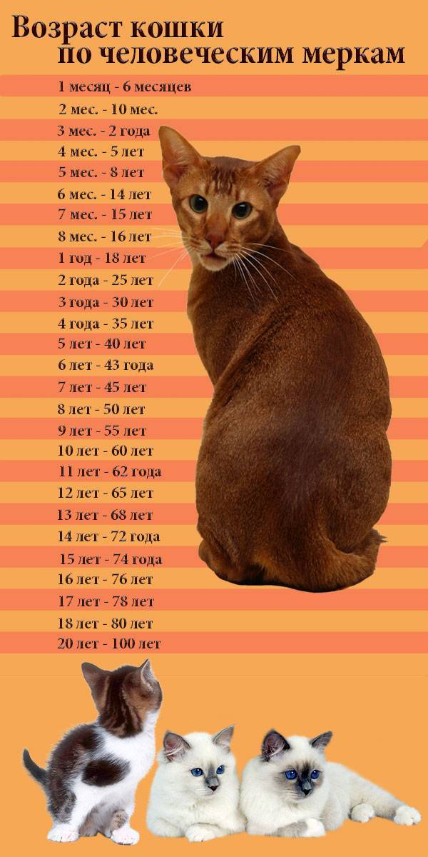 Сколько лет кошке по человеческим меркам - расчеты в таблице