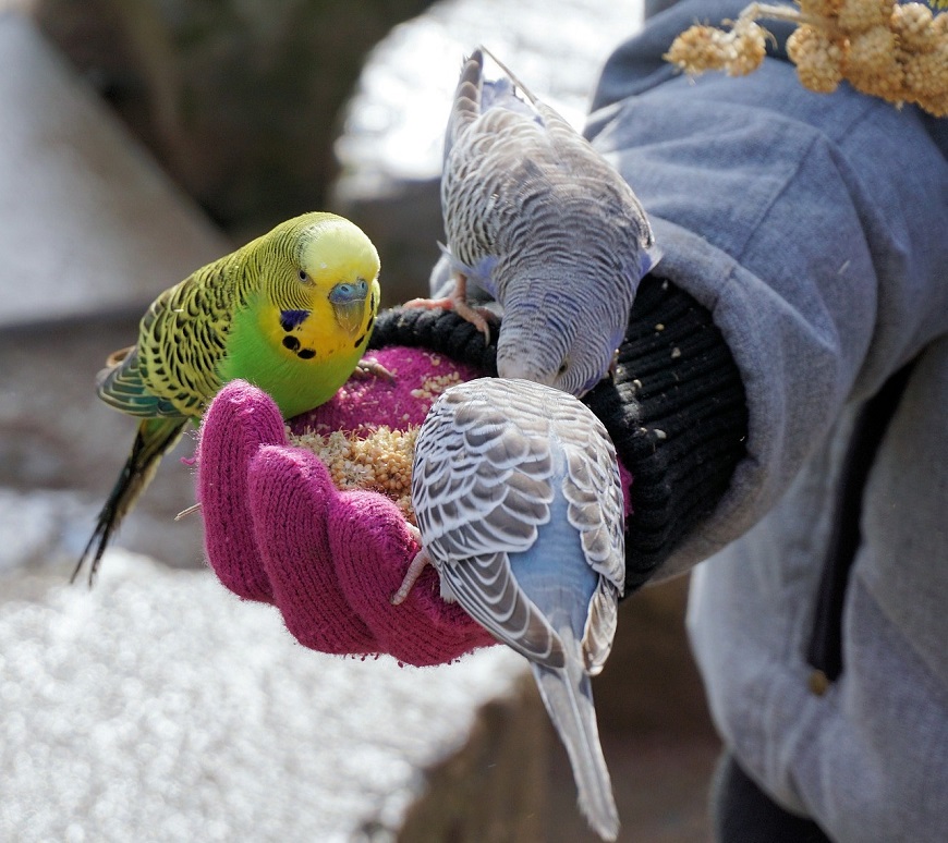 Волнистые попугаи: уход и содержание в домашних условиях