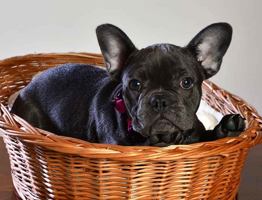 Французский бульдог собака. описание, особенности, уход и цена французского бульдога