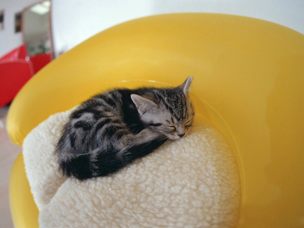 Взрослая кошка в новом доме – как помочь с адаптацией?