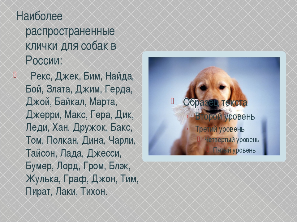 Клички для собаки мальчика: как назвать кобеля, а также лучший список популярных легких, красивых, русских, японских и прикольных имен со значением