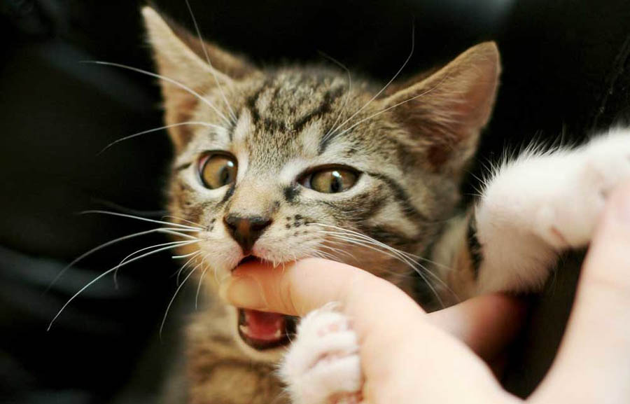 Почему кошки кусают себя - это нормально?