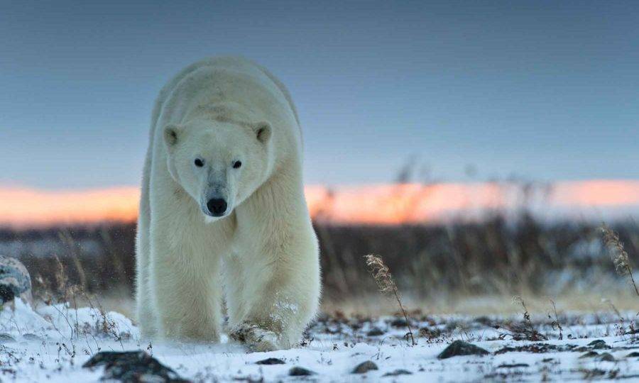 Белый медведь: описание, где живут, чем питается, среда обитания