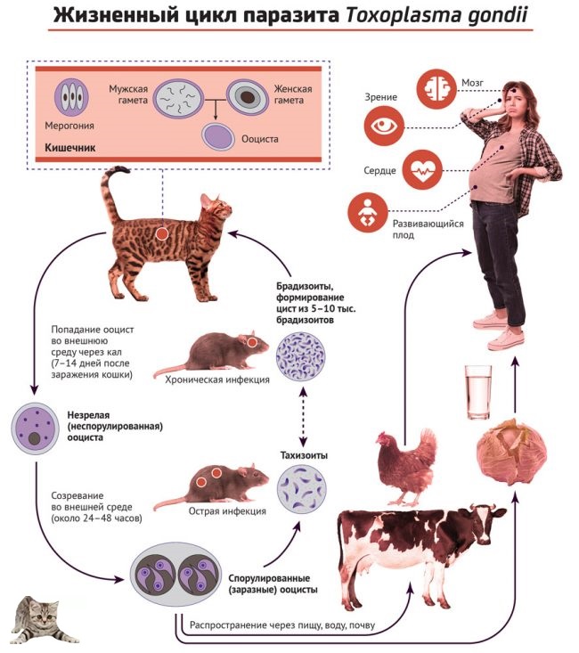 Кошачий коронавирус - feline coronavirus