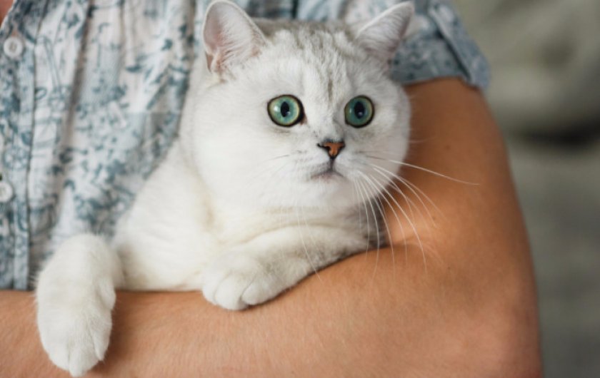 Как отличить британца от обычного котенка: внешние признаки и особенности поведения