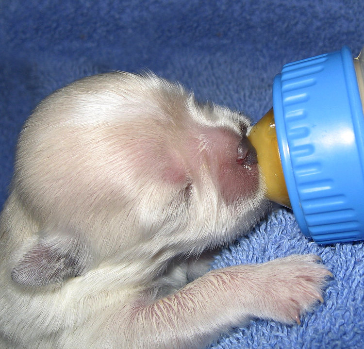 Как выкормить новорождённого щенка | блог ветклиники "беланта"